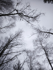 Low angle view of bare trees against a misty sky, creating a serene yet melancholic atmosphere in a...