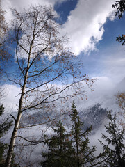 Bare trees framing snow capped alpine peaks near chamonix, revealing stark winter landscape under crisp blue mountain sky