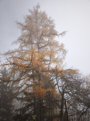 Tall tree with golden autumn foliage stands amidst a misty backdrop in chamonix, france, capturing the serene beauty of november nature