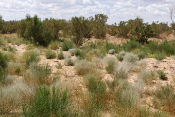 Obraz premium Grasslands and shrubs in the vast landscape of Kazakhstan during midday