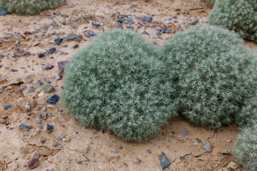 Unique desert vegetation found in the arid landscapes of Kazakhstan