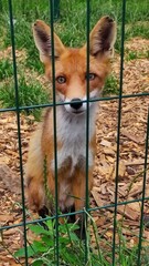 A red fox behind the bars of an enclosure. The animal stares through the bars, creating a sense of curiosity or imprisonment.