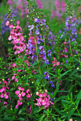 pink flowers in the garden