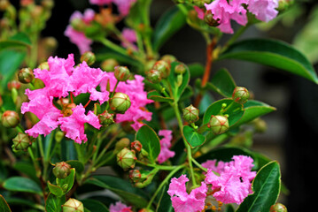 pink flowers in the garden