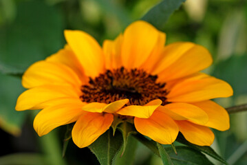 beautiful sunflower in the garden