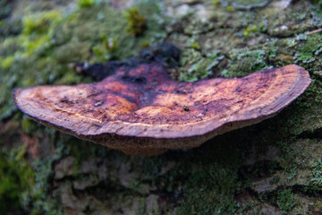A tinder fungus grows on an old fallen tree. The bark is covered with moss, creating a natural pattern.