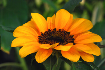 beautiful sunflower in the garden