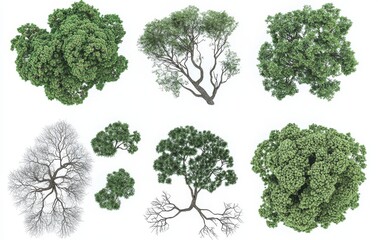 Top view of evergreen and dried tree cutout backgrounds in 3D render PNG