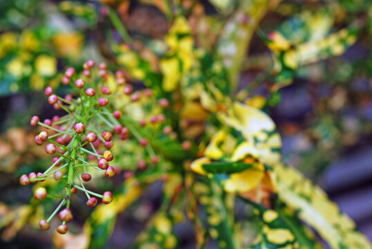 green leaves background