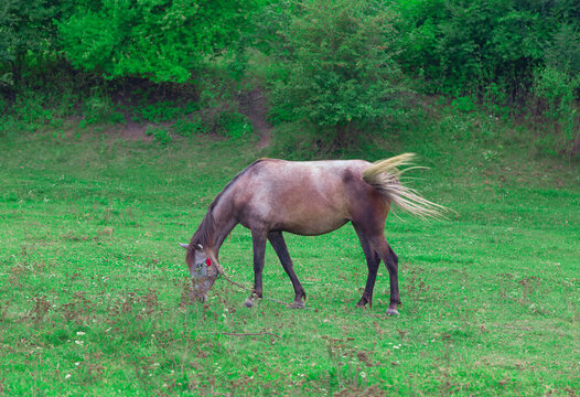 A lone horse grazes in a lush green field, surrounded by a backdrop of verdant trees. Lush green grass and trees create a sense of serenity, making this a perfect picture of idyllic countryside life - Powered by Adobe