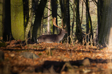 deer in the woods