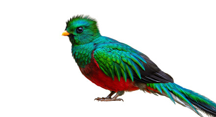 Fototapeta premium Resplendent Quetzal Bird Stunning Green Red Feathers