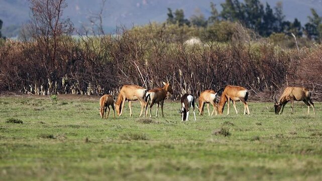 Hartebeest and Bontebok antelope graze green grass in open meadow