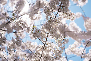 The cherry blossom tree background. White spring flowers the blossom fruit tree. Bunches of white cherry blossoms on blue sky. Spring day. Spring nature.