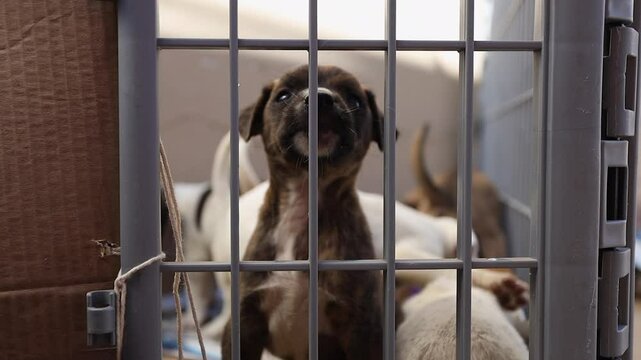 Adorable dog puppies in large kennel await adoption at pet shelter