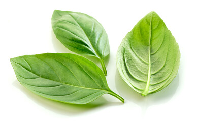 Fototapeta premium fresh green basil leaf