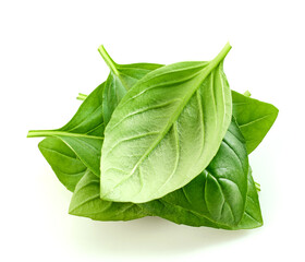 fresh green basil leaf