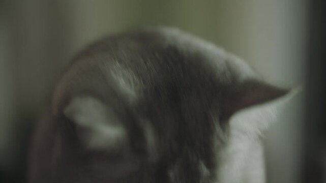 A detailed close-up of a cat's face, highlighting its green eyes and soft fur texture in dim light.