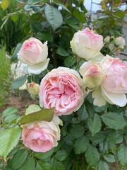 Pleached rose Pierre de Ronsard. Photo from my garden