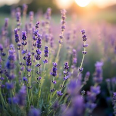 Fototapeta premium Sunset Over Lavender Fields