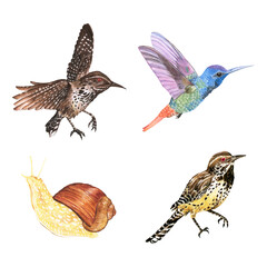 Watercolor bird and snail png sticker set