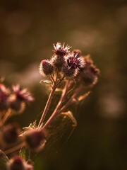 Obraz premium A panoramic view of a sun-dappled.