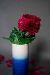 A lush burgundy peony close-up with a green stem in a vase on a gray background