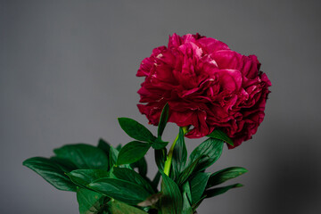 A lush burgundy peony close-up with a green stem in a vase on a gray background