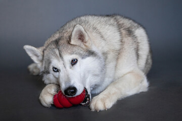 A beige husky dog with multi-colored eyes that looks like a wolf with two paws holds and licks a red dog rubber Kong toy on a gray background