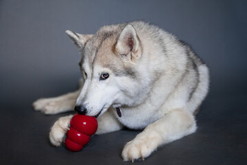 A beige husky dog with multi-colored eyes that looks like a wolf with two paws holds and licks a...