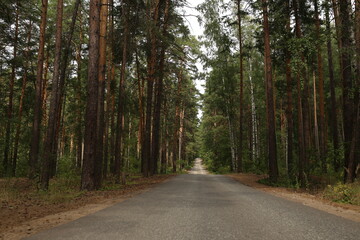 Empty road through pine forest, scenic nature landscape and travel freedom concept
