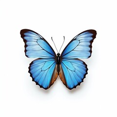 Fototapeta premium Stunning Blue Butterfly, Isolated Wings Close-up