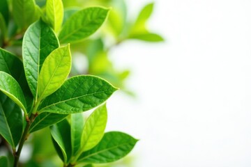 Obraz premium Vibrant green citrus leaves, glossy texture, crisp detail against pure white , leaf, plant