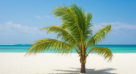 Fototapeta premium Tropical palm tree on pristine white sand beach with blue ocean