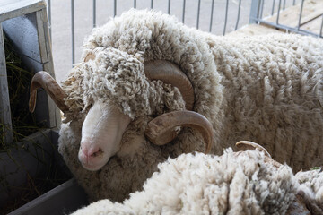 Closeup ram head on the farm. Agriculture
