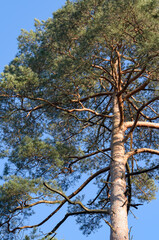 European Pine Pinus conifer tree in a forest against bright blue sky, natural woodland background