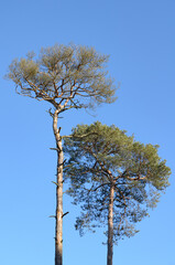 European Pine Pinus conifer tree in a forest against bright blue sky, natural woodland background