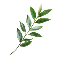 Fresh green herb sprig with vibrant leaves and delicate stems, isolated on white background