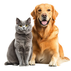 Golden Retriever dog and a gray cat sitting side by side, friendly expression, isolated on white background