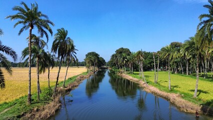 palm trees in the water