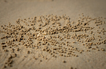 Ghost crabs' balls on the beach in Railay, Thailand