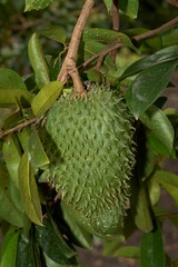 Soursop fruit hanging from a tree branch with lush green leaves