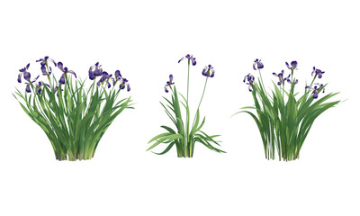 Blue Flag flower set front view png alpha channel