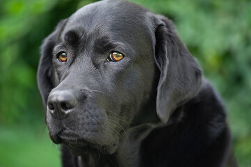 Black Labrador Retriever.