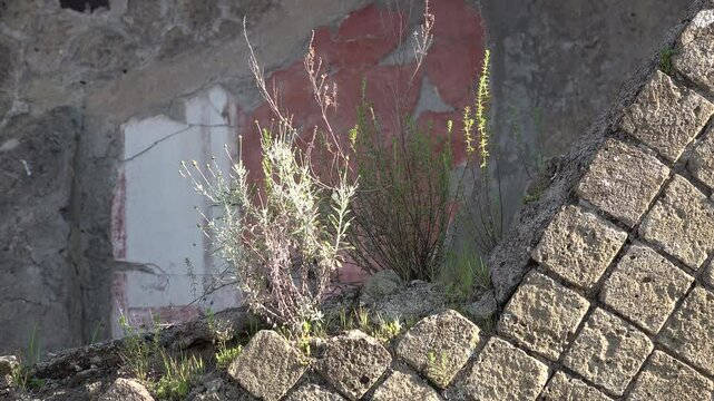 Close-up of plants growing on ruins of an ancient Roman house in Herculaneum, a well preserved village that was covered in pumice by the 79 AD eruption of Mount Vesuvius, Italy
