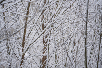 Beautiful winter natural landscape, winter in the park and garden, snow on plants.