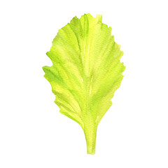 A fresh green lettuce leaf with delicate curves and crisp texture, illustrated in watercolor. Perfect for healthy food packaging, diet meal plans, restaurant menus, and organic product branding