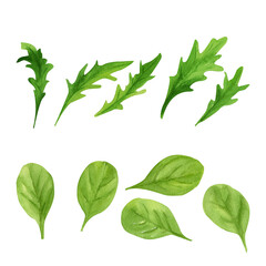 Arugula and spinach, illustrated in watercolor. Ideal for farm-to-table menus, green smoothie branding, and wellness and eco-friendly food labels, and vegetarian lifestyle graphics.