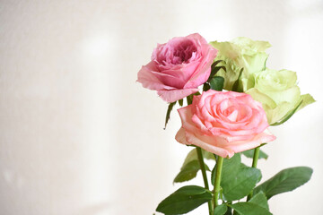 ピンクと緑のばら