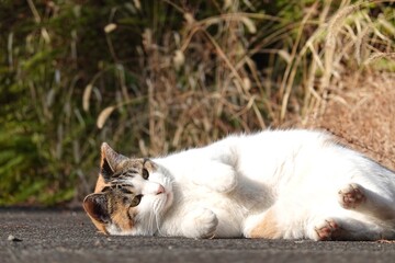 転がり横になる三毛猫